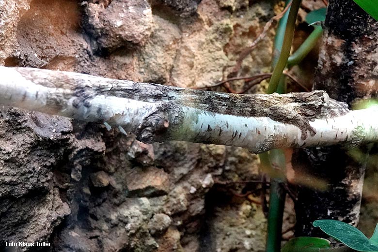 Henkels Blattschwanzgecko am 21. Dezember 2021 im Terrarium im Zoologischen Garten Wuppertal (Foto Klaus Tüller)