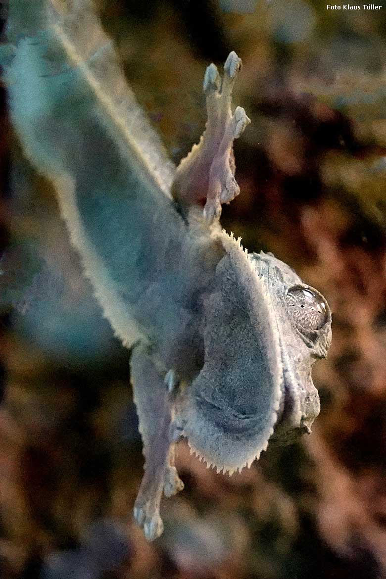 Henkels Blattschwanzgecko am 2. Januar 2022 an der Glasscheibe im Terrarium im Wuppertaler Zoo (Foto Klaus Tüller)