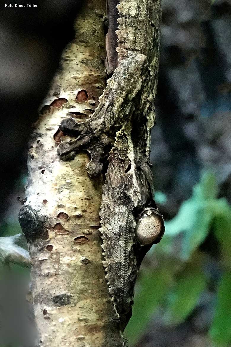 Henkels Blattschwanzgecko am 3. Februar 2022 an der Glasscheibe im Terrarium im Wuppertaler Zoo (Foto Klaus Tüller)