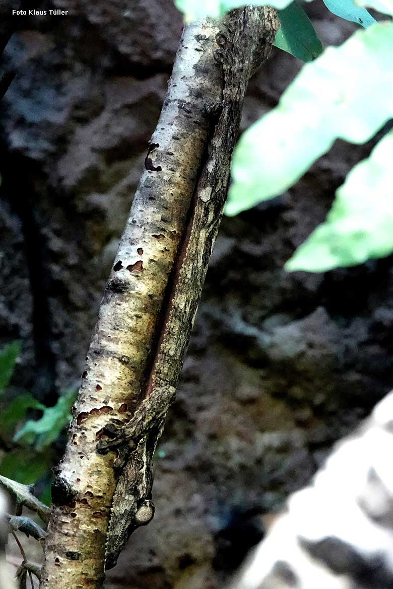 Henkels Blattschwanzgecko am 3. Februar 2022 an der Glasscheibe im Terrarium im Grünen Zoo Wuppertal (Foto Klaus Tüller)