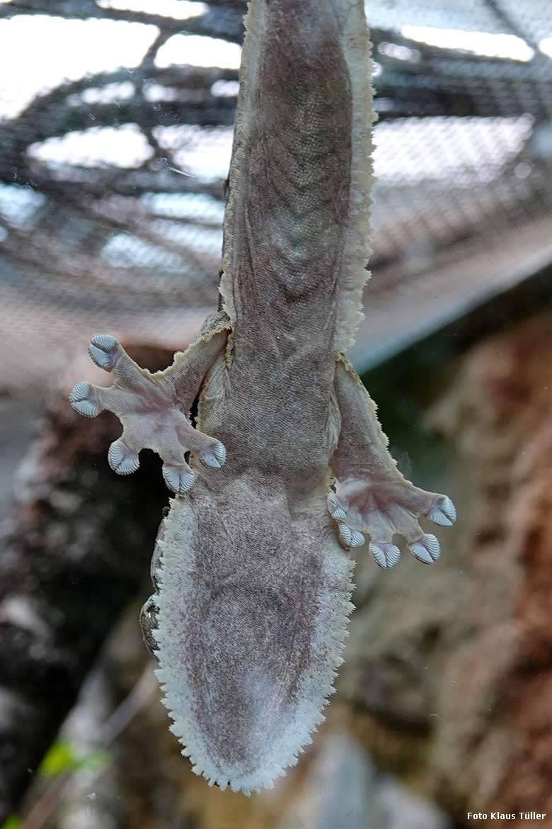 Henkels Blattschwanzgecko am 5. Februar 2022 an der Glasscheibe im Terrarium im Zoo Wuppertal (Foto Klaus Tüller)