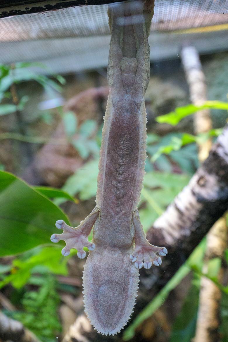 Henkels Blattschwanzgecko am 5. Februar 2022 an der Glasscheibe im Terrarium im Wuppertaler Zoo