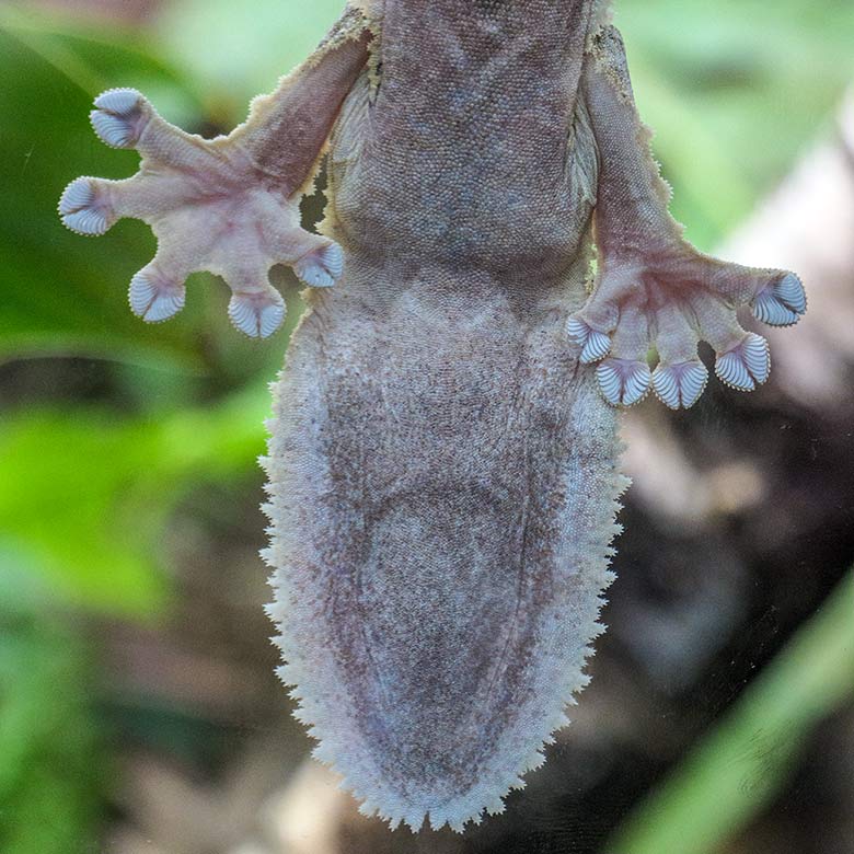 Henkels Blattschwanzgecko am 5. Februar 2022 an der Glasscheibe im Terrarium im Zoologischen Garten Wuppertal