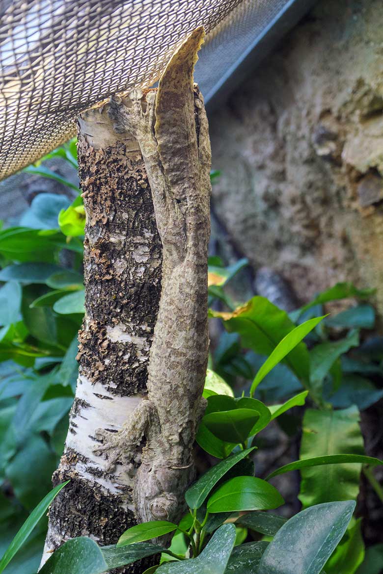 Henkels Blattschwanzgecko am 30. April 2022 im Terrarium im Wuppertaler Zoo