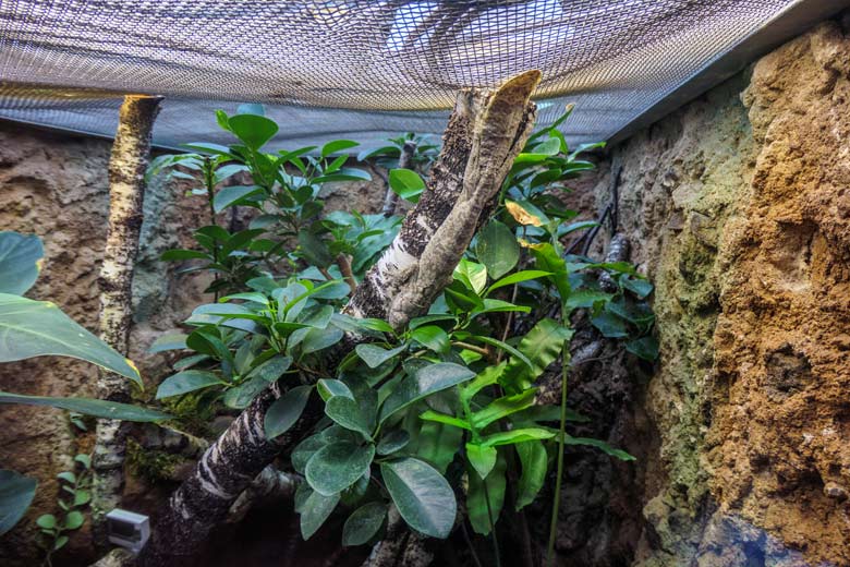 Henkels Blattschwanzgecko am 30. April 2022 im Terrarium im Grünen Zoo Wuppertal