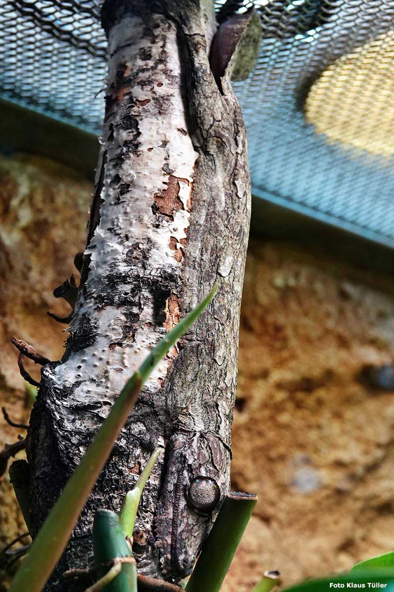 Henkels Blattschwanzgecko an einem Ast am 16. Mai 2023 im Terrarium im Grünen Zoo Wuppertal (Foto Klaus Tüller)