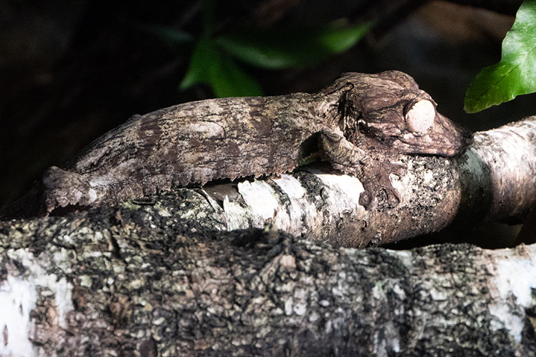 Henkels Blattschwanzgecko auf einem Ast am 18. Oktober 2023 im Terrarium im Wuppertaler Zoo