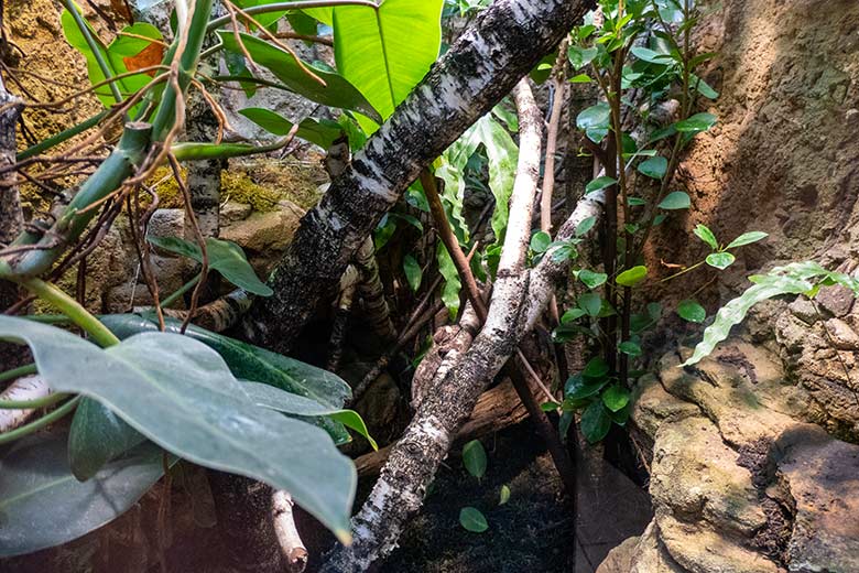 Henkels Blattschwanzgecko auf einem Ast am 18. Oktober 2023 im Terrarium im Grünen Zoo Wuppertal