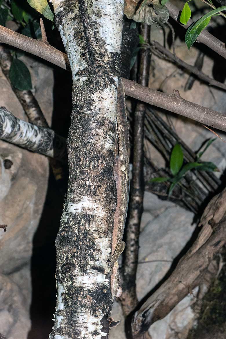 Männlicher Henkels Blattschwanzgecko auf einem Ast am 6. Januar 2024 im Terrarium im Grünen Zoo Wuppertal