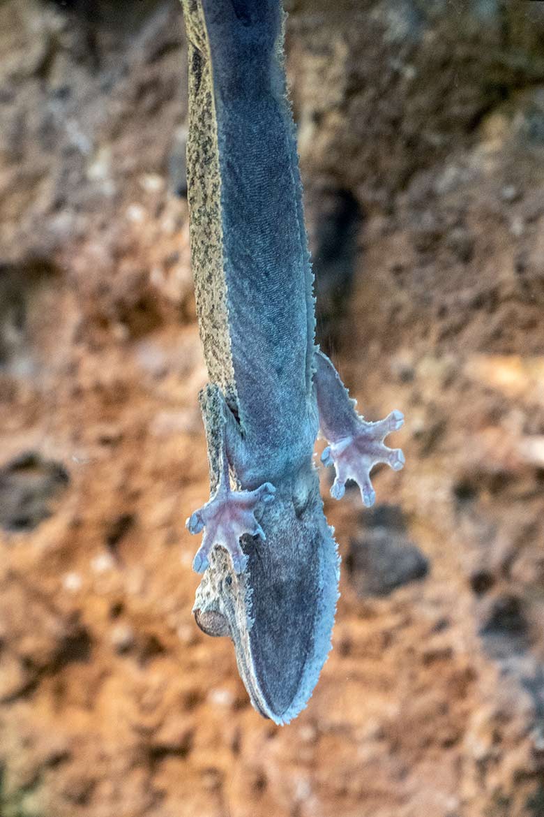Henkels Blattschwanzgecko direkt an der Glasscheibe am 30. Mai 2024 im Terrarium im Wuppertaler Zoo