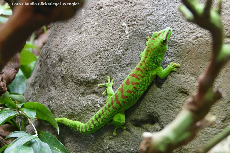 Madagassischer Taggecko am 14. Juli 2017 im Terrarium im Grünen Zoo Wuppertal (Foto Claudia Böckstiegel-Wengler)