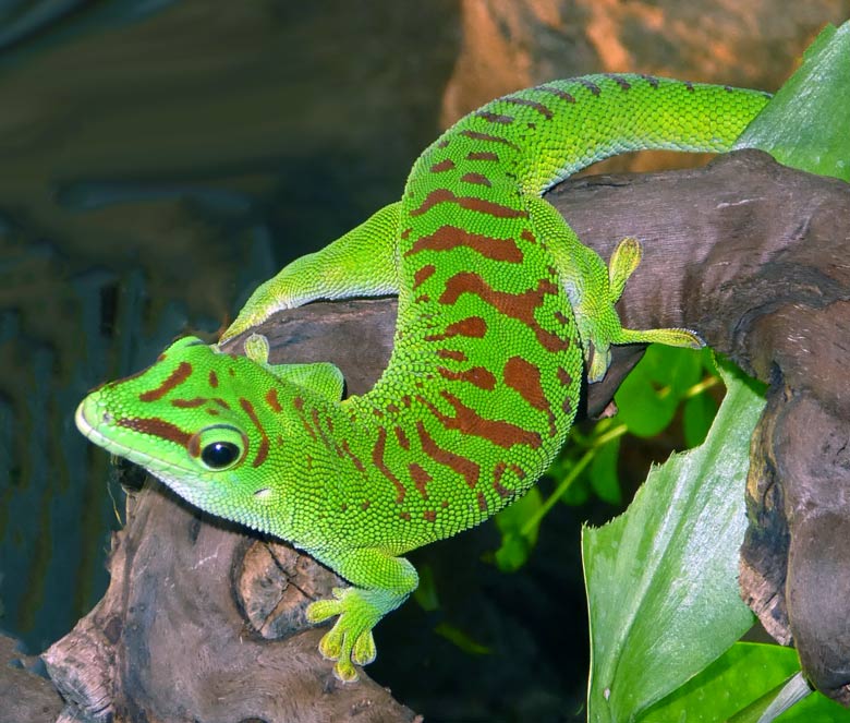 Madagassischer Taggecko am 26. November 2017 im Terrarium im Grünen Zoo Wuppertal