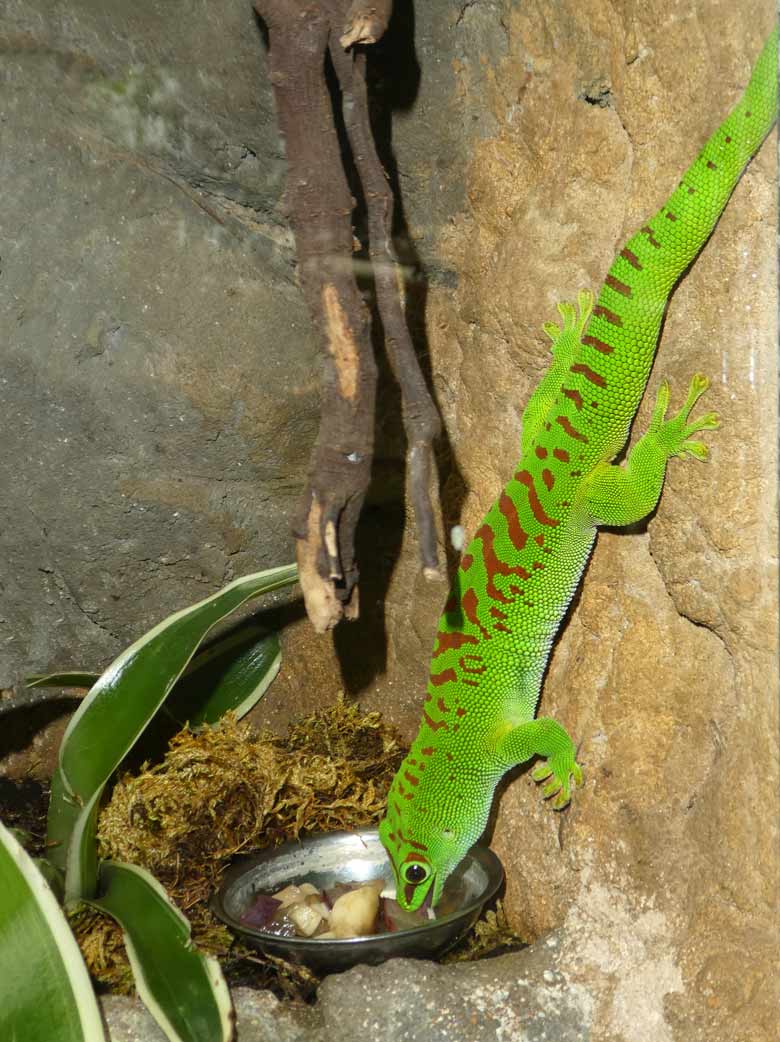 Madagassischer Taggecko am 1. Mai 2018 im Terrarium im Grünen Zoo Wuppertal