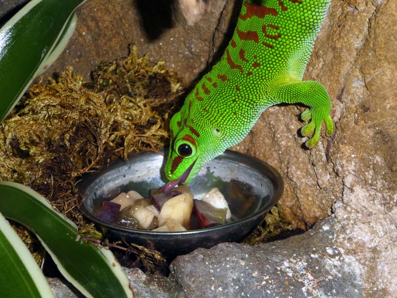 Madagassischer Taggecko am 1. Mai 2018 im Terrarium im Wuppertaler Zoo