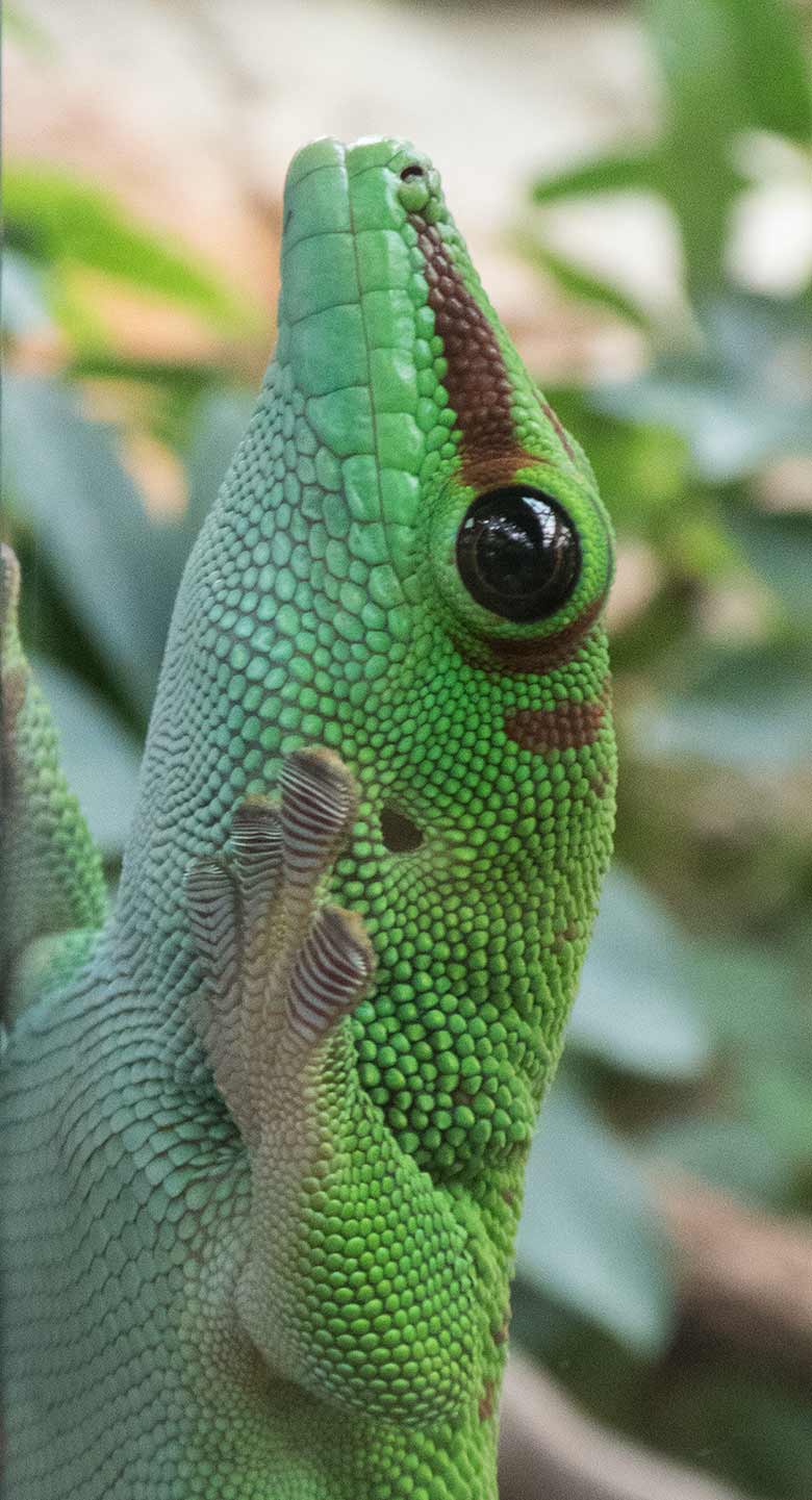 Madagassischer Taggecko am 2. September 2018 im Terrarium im Grünen Zoo Wuppertal