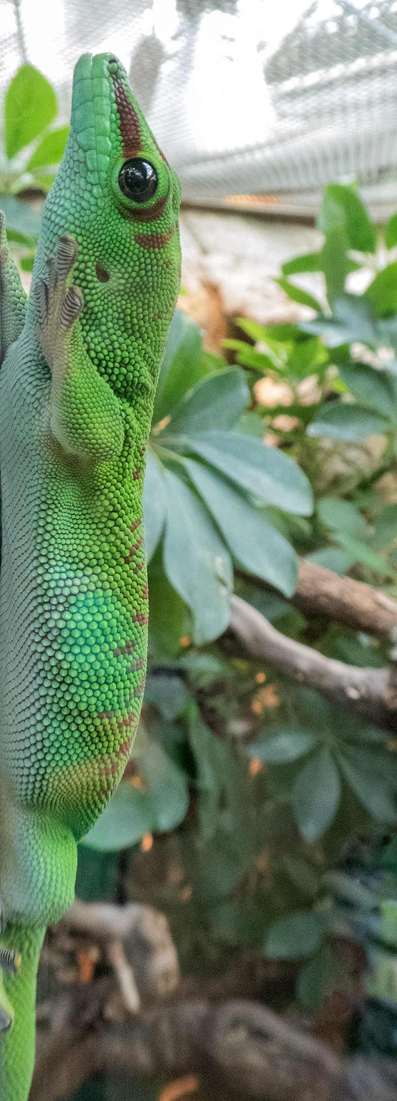 Madagassischer Taggecko am 2. September 2018 im Terrarium im Wuppertaler Zoo