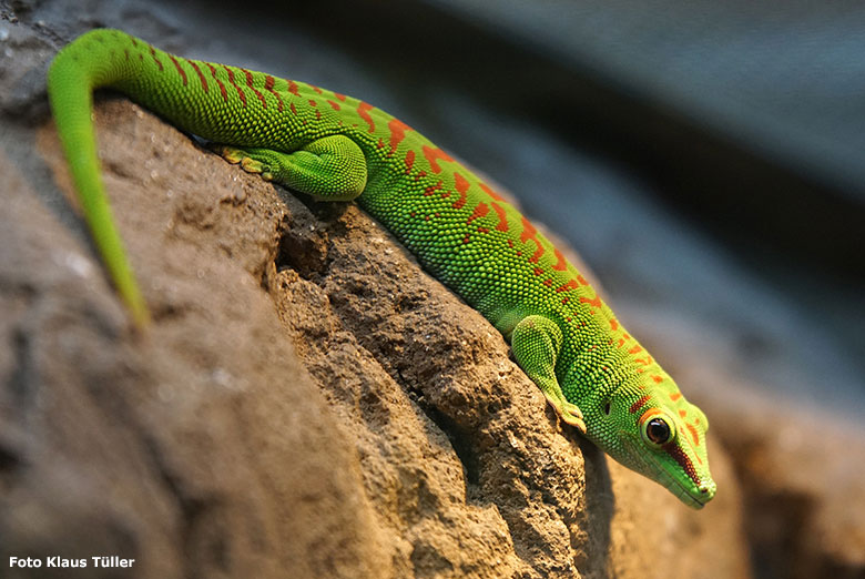 Madagassischer Taggecko am 14. November 2018 im Terrarium im Grünen Zoo Wuppertal (Foto Klaus Tüller)