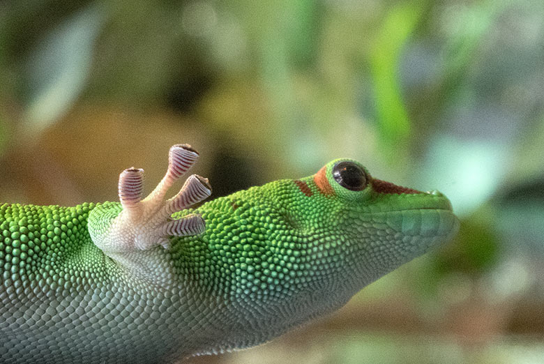 Madagassischer Taggecko am 29. Dezember 2018 im Terrarium im Wuppertaler Zoo