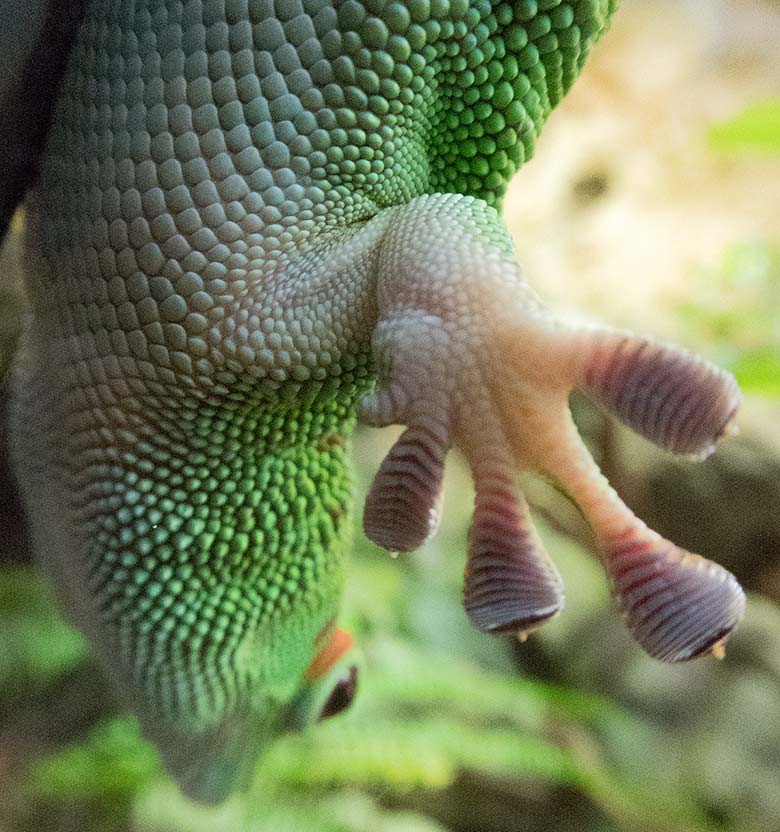 Madagassischer Taggecko am 29. Dezember 2018 im Terrarium im Zoologischen Garten Wuppertal