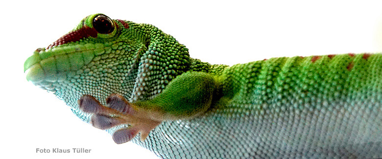 Madagassischer Taggecko am 8. Juli 2019 im Terrarium im Grünen Zoo Wuppertal (Foto Klaus Tüller)