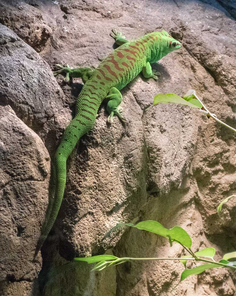 Madagassischer Taggecko am 2. Dezember 2019 im Terrarium im Grünen Zoo Wuppertal