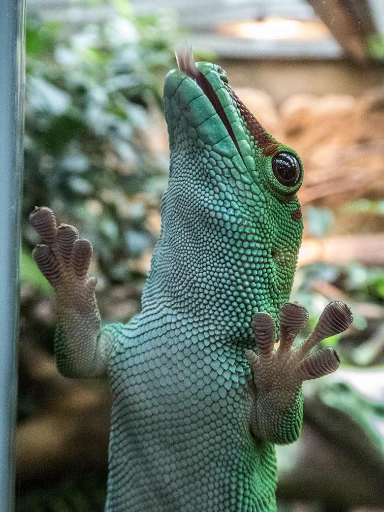 Madagassischer Taggecko am 1. Januar 2020 an der Scheibe des Schaugeheges im Terrarium im Wuppertaler Zoo