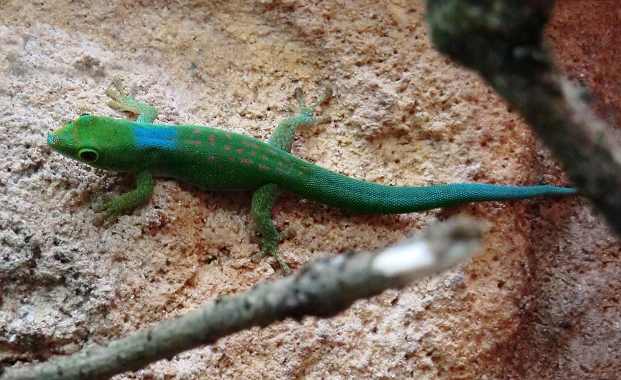 Pasteurs Taggecko im Zoo Wuppertal am 1. August 2013