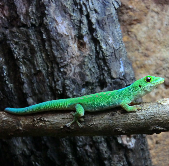 Pasteurs Taggecko im Wuppertaler Zoo im  September 2013