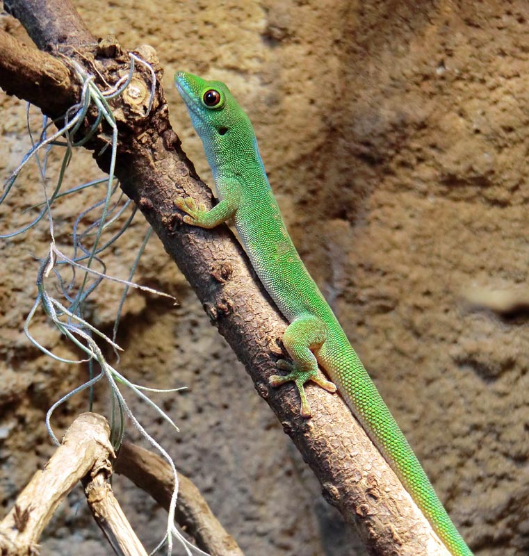 Pasteurs Taggecko im Wuppertaler Zoo am 30. Dezember 2013