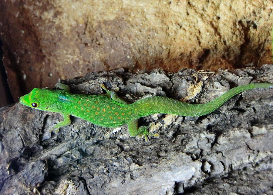 Pasteurs Taggecko im Wuppertaler Zoo im Februar 2014