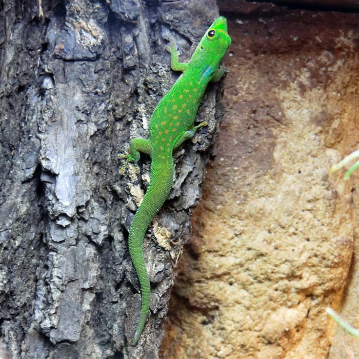 Pasteurs Taggecko im Wuppertaler Zoo im Februar 2014