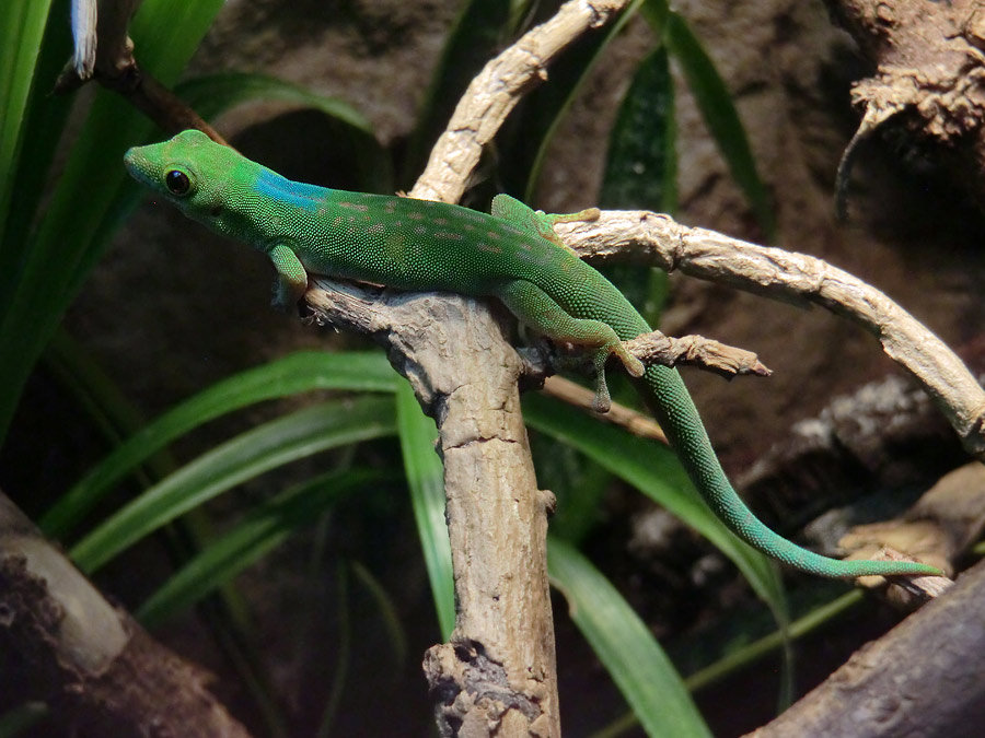 Pasteurs Taggecko im Zoo Wuppertal im April 2014