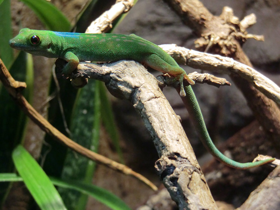 Pasteurs Taggecko im Zoologischen Garten Wuppertal im April 2014