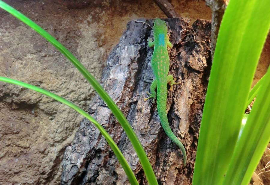 Pasteurs Taggecko im Wuppertaler Zoo im Juli 2014