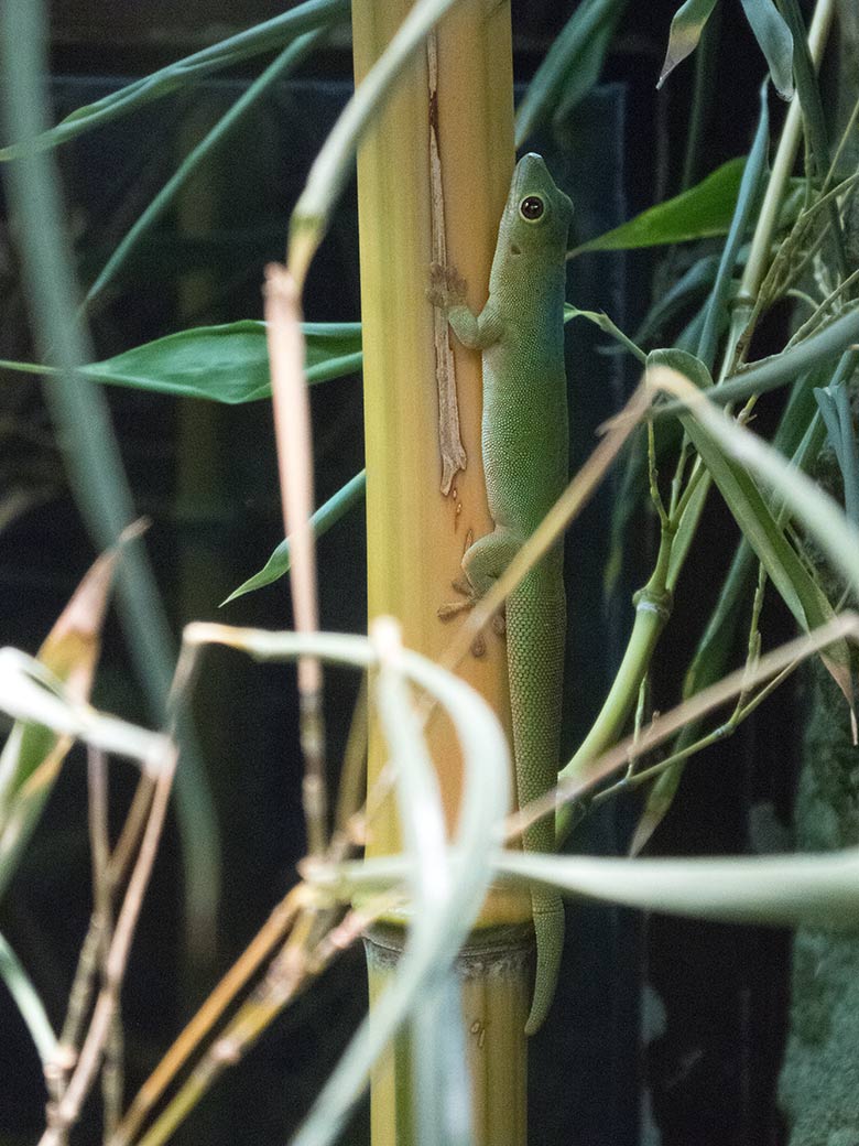 Pasteurs Taggecko am 11. Oktober 2019 im Terrarium im Wuppertaler Zoo
