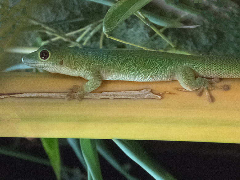 Pasteurs Taggecko am 11. Oktober 2019 im Terrarium im Zoologischen Garten Wuppertal