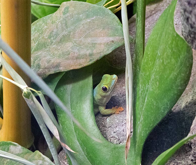 Pasteurs Taggecko am 15. Oktober 2019 im Terrarium im Grünen Zoo Wuppertal