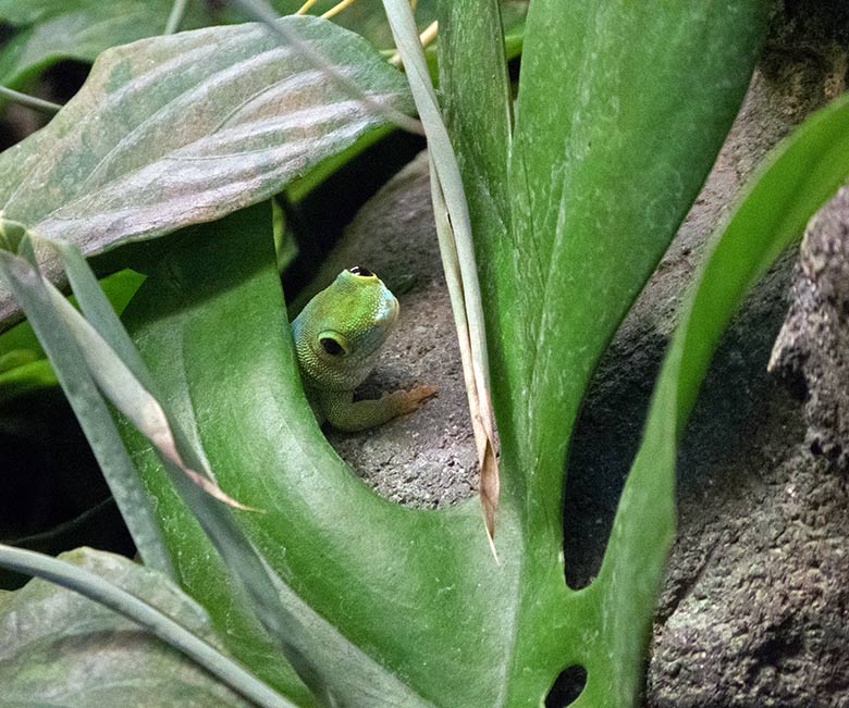 Pasteurs Taggecko am 15. Oktober 2019 im Terrarium im Zoo Wuppertal