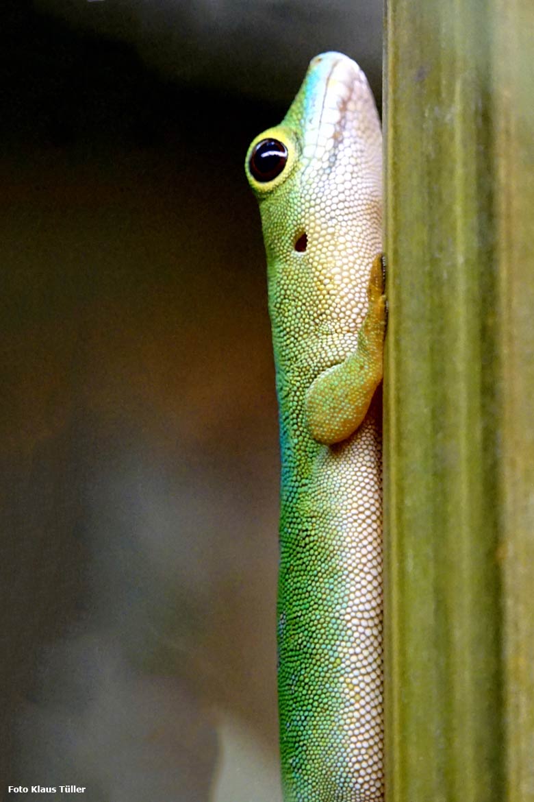 Pasteurs Taggecko am 21. Oktober 2019 im Terrarium im Zoologischen Garten der Stadt Wuppertal (Foto Klaus Tüller)