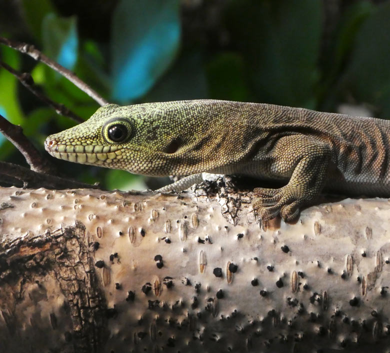 Querstreifen-Taggecko am 9. August 2017 im Terrarium im Grünen Zoo Wuppertal