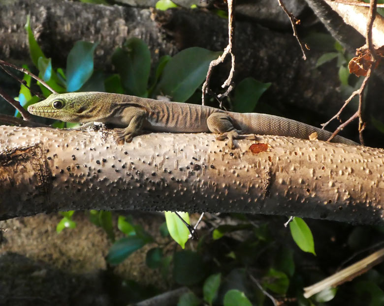 Querstreifen-Taggecko am 9. August 2017 im Terrarium im Zoologischen Garten der Stadt Wuppertal