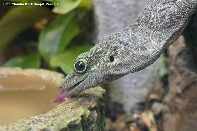 Querstreifen-Taggecko am 29. August 2017 im Terrarium im Grünen Zoo Wuppertal (Foto Claudia Böckstiegel-Wengler)