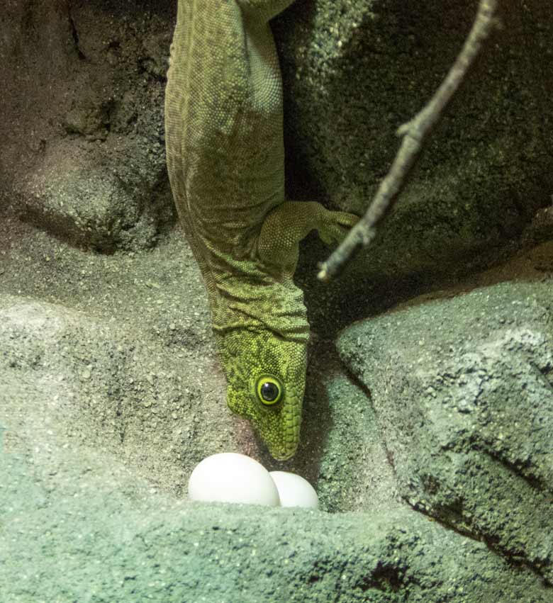 Querstreifen-Taggecko mit zwei Eiern am 13. Januar 2018 im Terrarium im Grünen Zoo Wuppertal