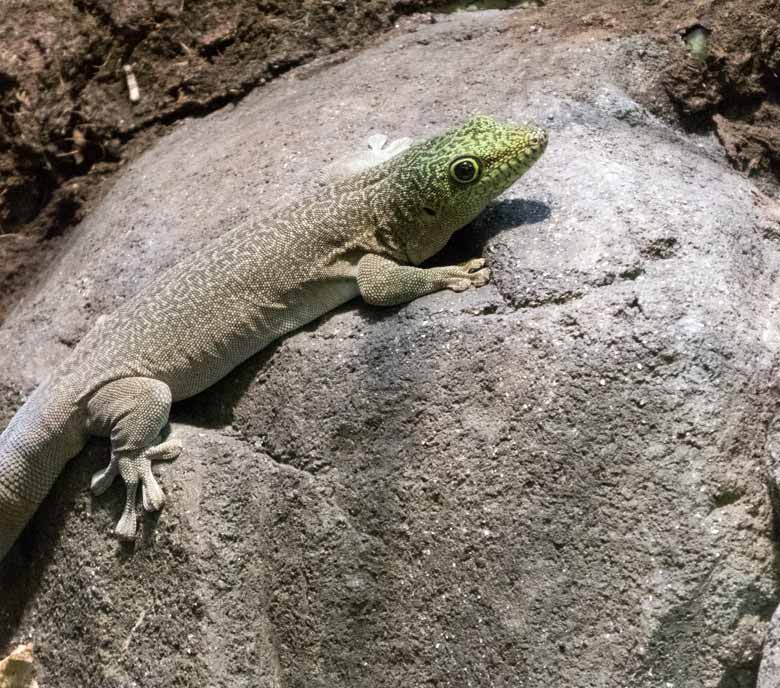 Querstreifen-Taggecko am 13. Januar 2018 im Terrarium im Wuppertaler Zoo