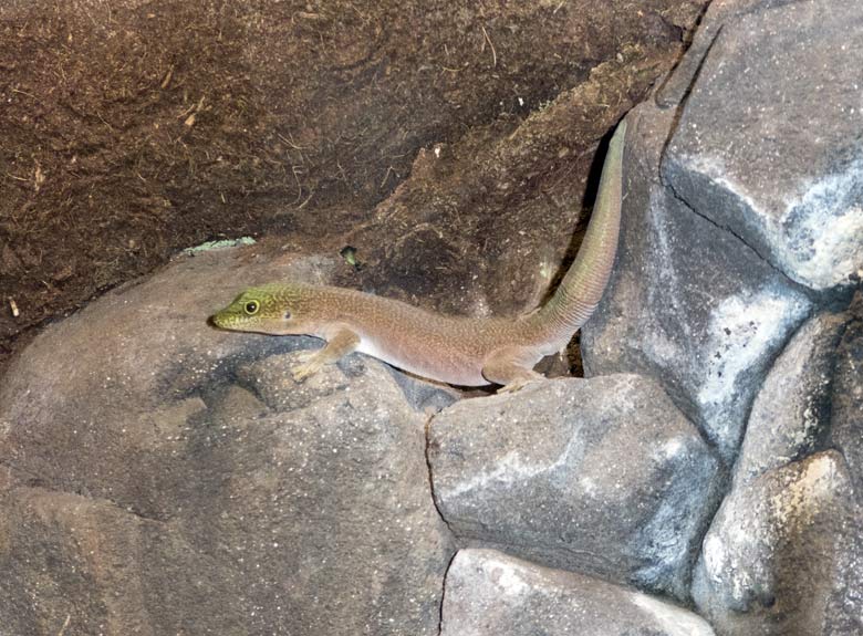 Querstreifen-Taggecko am 13. Januar 2018 im Terrarium im Zoologischen Garten Wuppertal