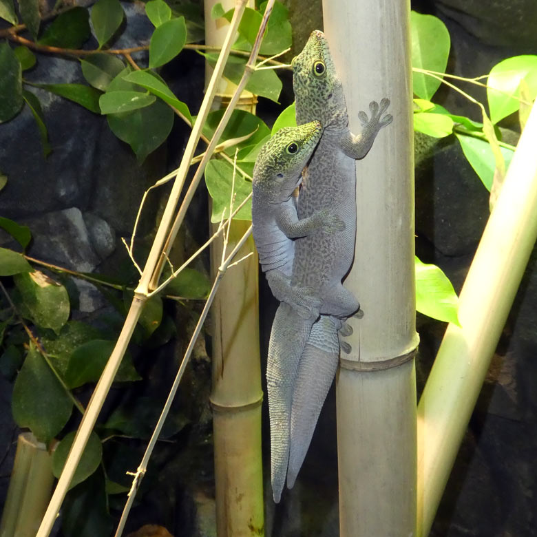 Paarung der Querstreifen-Taggeckos am 13. April 2018 im Terrarium im Wuppertaler Zoo