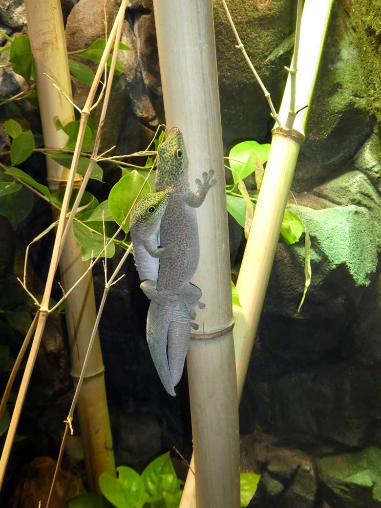 Paarung der Querstreifen-Taggeckos am 13. April 2018 im Terrarium im Grünen Zoo Wuppertal