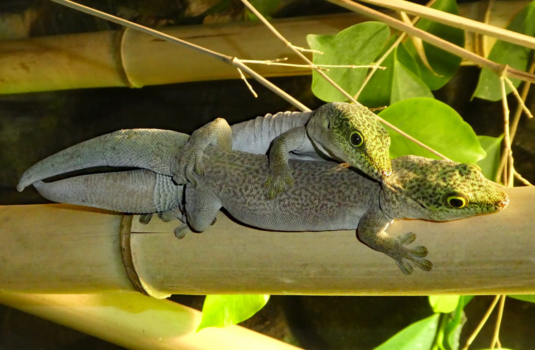 Paarung der Querstreifen-Taggeckos am 13. April 2018 im Terrarium im Zoologischen Garten der Stadt Wuppertal