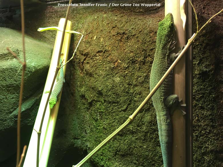 Querstreifen-Taggecko-Jungtier mit adultem Tier am 22. Juni 2018 im Terrarium im Wuppertaler Zoo (Pressefoto Jennofer Franic - Der Grüne Zoo Wuppertal)