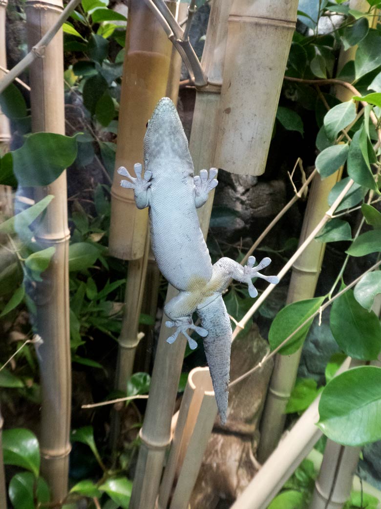 Querstreifen-Taggecko am 20. Juli 2018 an der Scheibe des Schaugeheges im Terrarium im Grünen Zoo Wuppertal